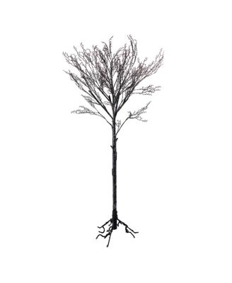 National Tree Company